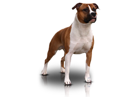 Carmichael's For Your Eyes Only