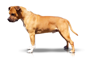 Carmichael’s Bite the Bullit