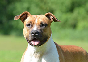 Carmichael's Catwalk Queen