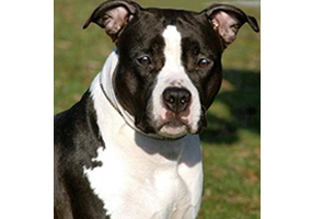 Carmichael's Chick on a Mission