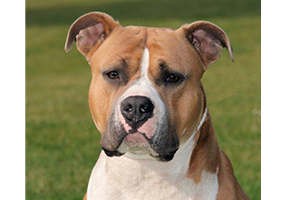 Ch. Carmichael's Chippendale