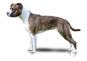 Carmichael's Cute with an Attitude