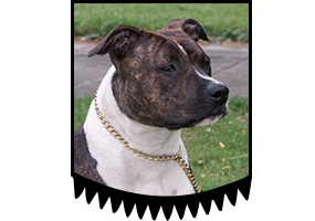 Blueberry Rebels Abigail