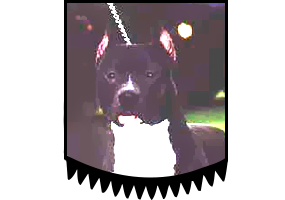 Pleasure Dome Xandiego