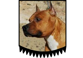 Ch. Skram's White Rock Red Dust