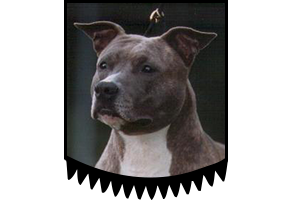 Chasqui Fireball Dusty