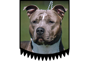 Ch. Chasqui King Gizmo 