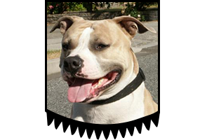 Ch. Chasqui Candle Jack