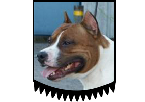 CH Zchasqui Of Nice Pharamund`s