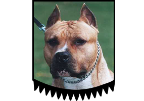 Ch. Truan's Nut-cracker