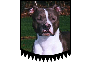 Blue Blade from the Southern Stables