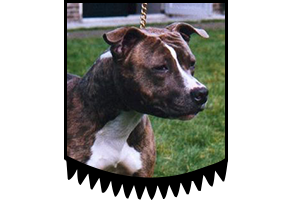 Gillian from the Southern Stables 