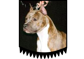 Elegance from the southern stables