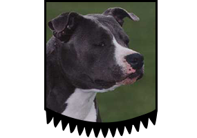 Ch. Chasqui Indian Pepita