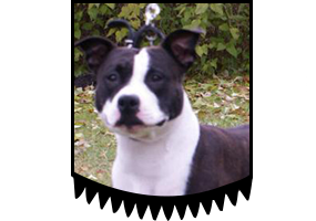 Classic Amstaff's Techno