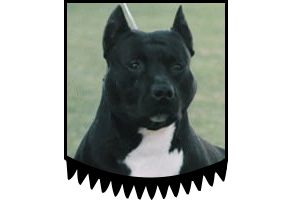 Ch. Truan's Black Tide