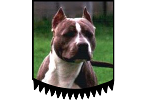 Blueberry Rebels Versus