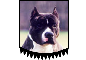 Blueberry Rebels Vlasko