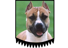 Blueberry Rebels Zenga