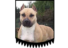 Blueberry Rebels Zeta