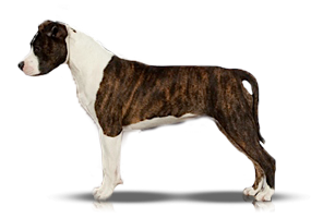 Carmichael's Dorien Rose