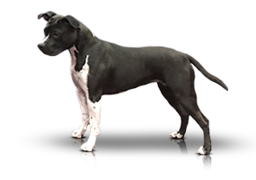 Carmichael’s Black Beryl