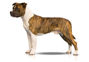 Carmichael's Eat Your Heart Out