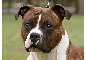 Ch. Carmichael's Let me Entertain You