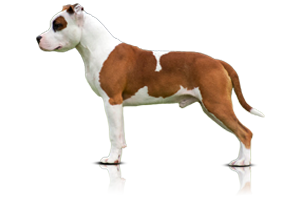 Estrela Nova Idol of Carmichaels