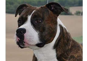 Ch. CARMICHAEL'S GET OUT OF JAIL