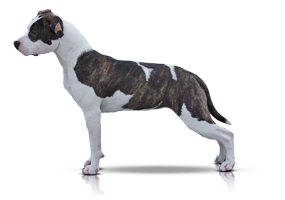 Carmichael's Justice For All