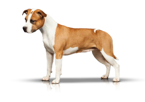 Carmichael's Liar Liar Pants on Fire