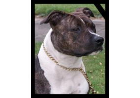 BLUEBERRY REBELS ABYGAIL