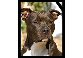 Leon Eddy Dazzle of Carmichaels