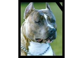 CHAMPION WHITE ROCK CHASKRAS EL DIEGO