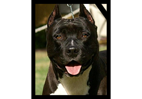 CHAMPION WHITE ROCK HARTAGOLD BLACK LABEL