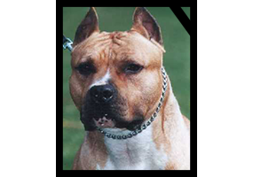 CHAMPION TRUAN'S NUT-CRACKER