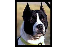 Champion Hartagold Devil in Disguise