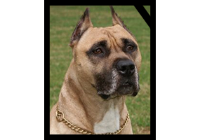 CHAMPION AMSTOCK RECHY