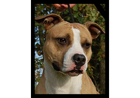 Champion Dk Staff's Go Rio Go 