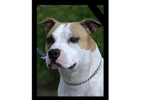 SAGEBRUSH PRINCE ALEX