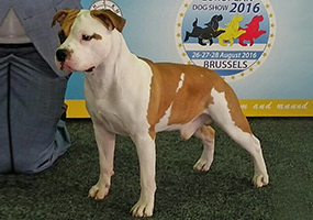 Carmichael's The Mighty Quinn