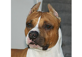 WR Dogtown Rowdy Red Rock Skillet