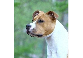 Carmichael's Oklahoma Redskin