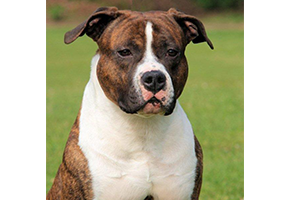 Dk Staff's I'm So Ruffian