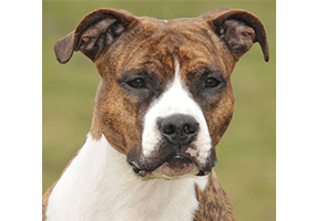 Ch. Carmichael's Sex Appeal