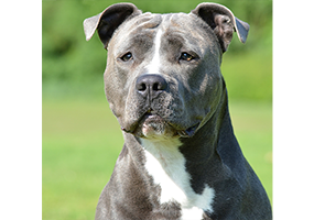 Gorgeous Jukon Sleven of Carmichaels