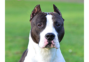 Ch. Carmichael's Let me Entertain You