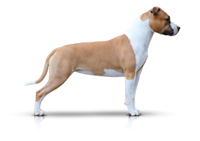 Hullabaloo’s Can I Have Your Attention