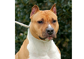 White Rock Vanity Fair of Carmichaels